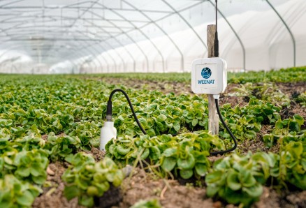 Czujnik fertygacji WEENAT - kontrola nawożenia i wilgotności