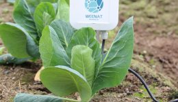 Weenat stacje pogodowe KMK Agro