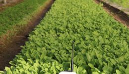 Stacja pogodowa WEENAT KMK Agro