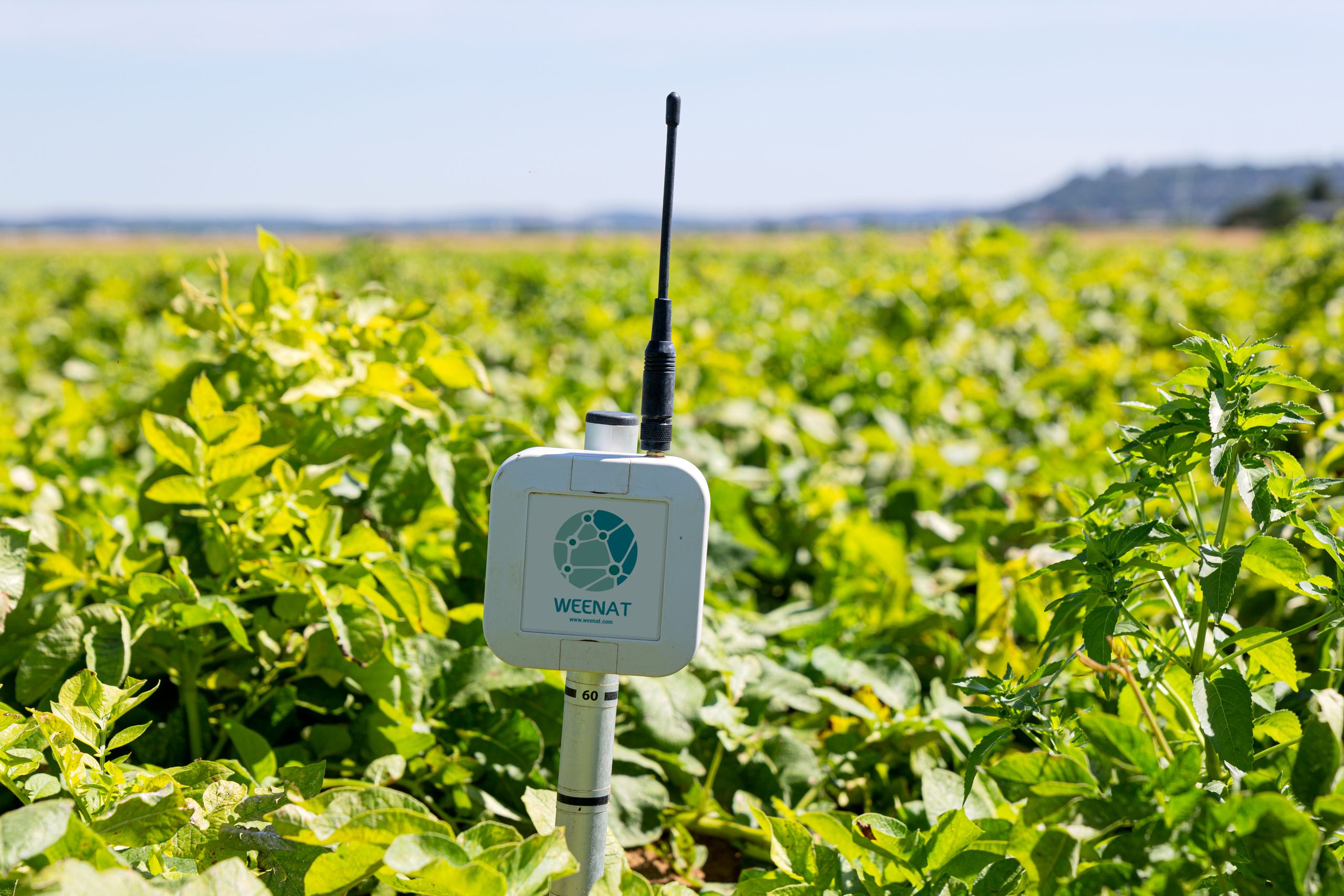 WEENAT stacje pogodowe KMK Agro