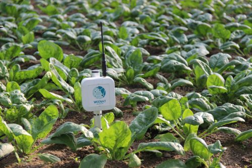 KMK Agro WEENAT Stacje pogodowe